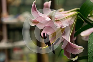 Lily flower after rain. Lily petals in rain drops. Gentle spring freshnes photo