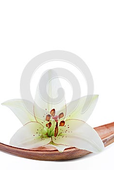 Lily flower set on a coco leaf, isolated on white