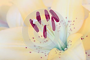 Lily flower stamen and pistil. Selective soft focus. Nature pastel color tone background