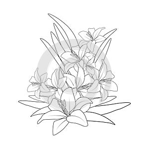 lily flower vector graphic line art design for coloring book page illustration