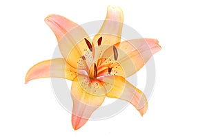 Lily flower on white