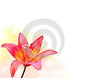 Lily flower on white background