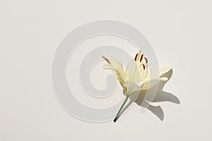 Lily flower on white background. Flat lay, top view layout with empty copy space