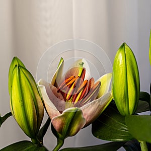 Lily flower on a white background. Lilium longiflorum blooms.