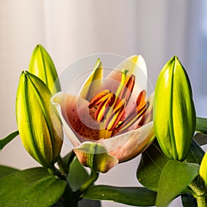 Lily flower on a white background. Lilium longiflorum blooms.