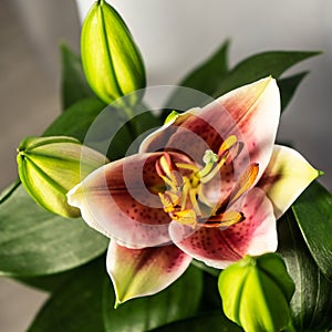 Lily flower on a white background. Lilium longiflorum blooms.