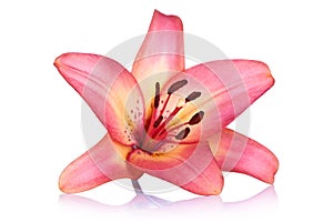 Lily Flower