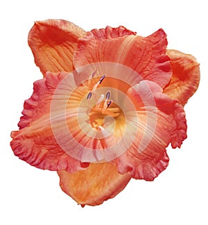 Lily flower on white isolated background with clipping path. Closeup. For design. View from above.