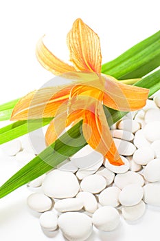 Lily flower and white stones Isolated on white