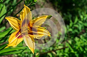 Lily in the flowerbed. photo