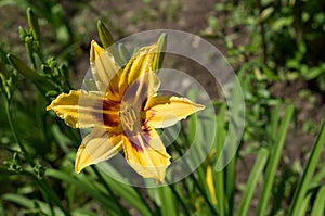 Lily in the flowerbed. photo