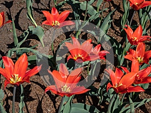 Lily Flowering Tulip (Tulipa \'Stanislaus\') blooming with red flowers and yellow centers in garden in spring