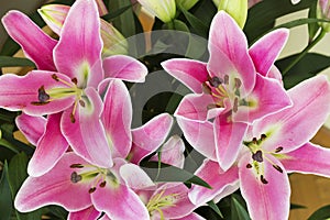 Lily flowers