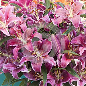 Lily flowers