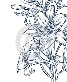 Lily flowers. Background illustration. Hand drawing outline. Flowering of garden plants. Abstract plant picture. Vector