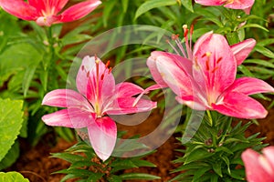 Lily flowers. Beautiful lily flower in lily flower garden.