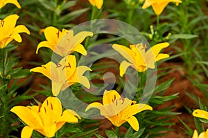 Lily flowers. Beautiful lily flower in lily flower garden.