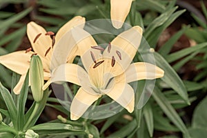 Lily flowers. Beautiful lily flower in lily flower garden.