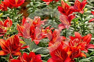 Lily flowers. Beautiful lily flower in lily flower garden.