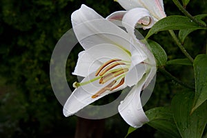 Lily flowers blooming in close up
