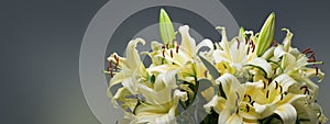 Lily flowers bouquet. Beautiful yellow lillies, big bunch over grey background