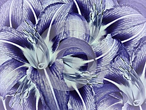 Lily flowers. bright purple background. floral collage. flower composition.