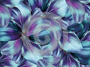Lily flowers. bright turquoise-purple background. floral collage. flower composition.