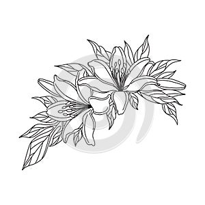 Lily Flowers Bunch Linear Drawing