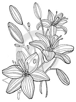 Lily flowers coloring book vector illustration