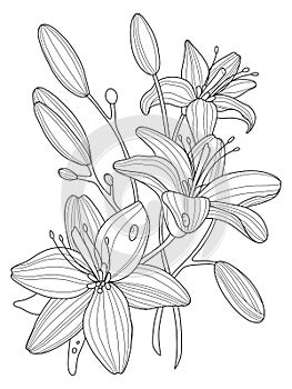 Lily flowers coloring book vector illustration