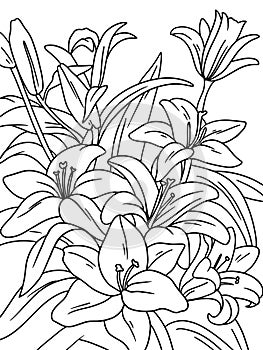 lily flowers coloring page and book. Black lines, white background, vector