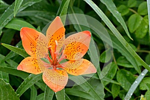 Lily flowers growing in green grass.
