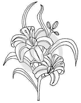 Lily flowers isolated. Hand drawing illustration - vector