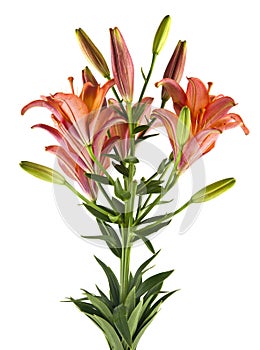 Lily flowers isolated on white background