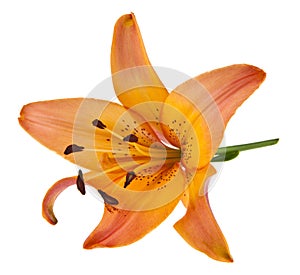 Lily flowers isolated on white background