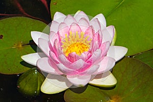 Lily Flowers in Pawleys Island