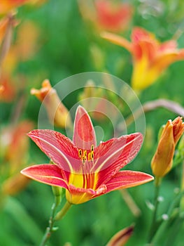 Lily flowers in shallow focus in a sea of green (I)
