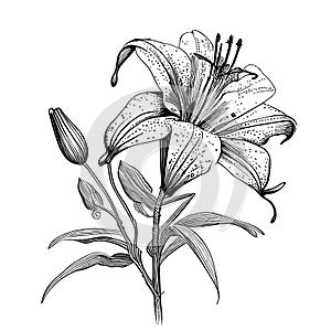 Lily flowers sketch hand drawn in doodle style Vector illustration