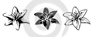 Lily flowers. Vector black silhouettes.