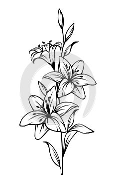 Lily flowers. Vector black and white contour drawing.
