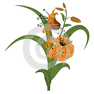 Lily flowers white background.Tropical floral summer leaf aloha design.