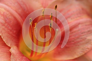 Lily fower pollen and stamen