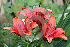 Lily is a genus of herbaceous plants