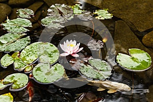 Lily, gold fish in a man made pond.