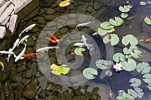 Lily, gold fish in a man made pond.