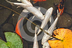 Lily, gold fish in a man made pond.