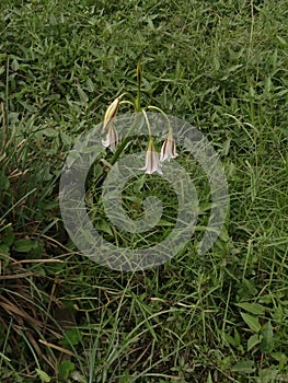 Lily grass mashy mud