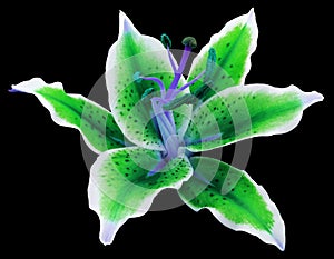 Lily green-white flower on a black background isolated with clipping path. for design.