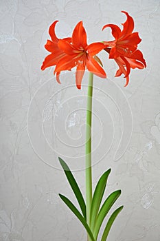 Lily (Hippeastrum-Amaryllidaceae