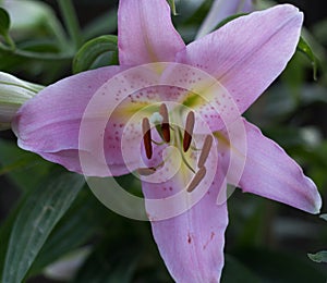 The lily and its most beautiful garden colors photo